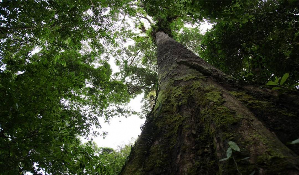 Spot Foto Hutan Lindungpepohonan